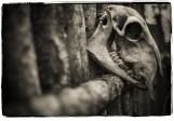 Skull on Fence