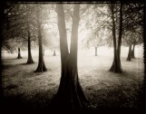 Okatibee Lake Cypress Stand Mississippi