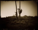 Two Saguaros Usery Mountain Az.