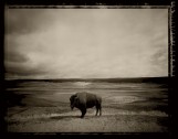 Buffalo Hayden Valley, Yellowstone,Wy.