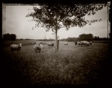 Cows Northwest Minnesota