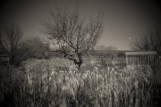 Cornfield at Midnight