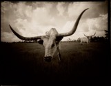 Longhorn Head, Liberty Texas