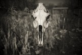 Skull at Midnight in Cornfield