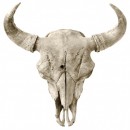 Buffalo Skull #1