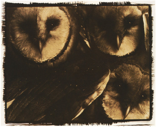 barn_owls_1.jpg